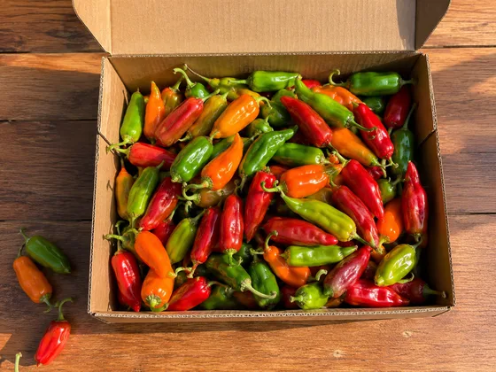 A box of freshly harvested Trinidad pimento peppers