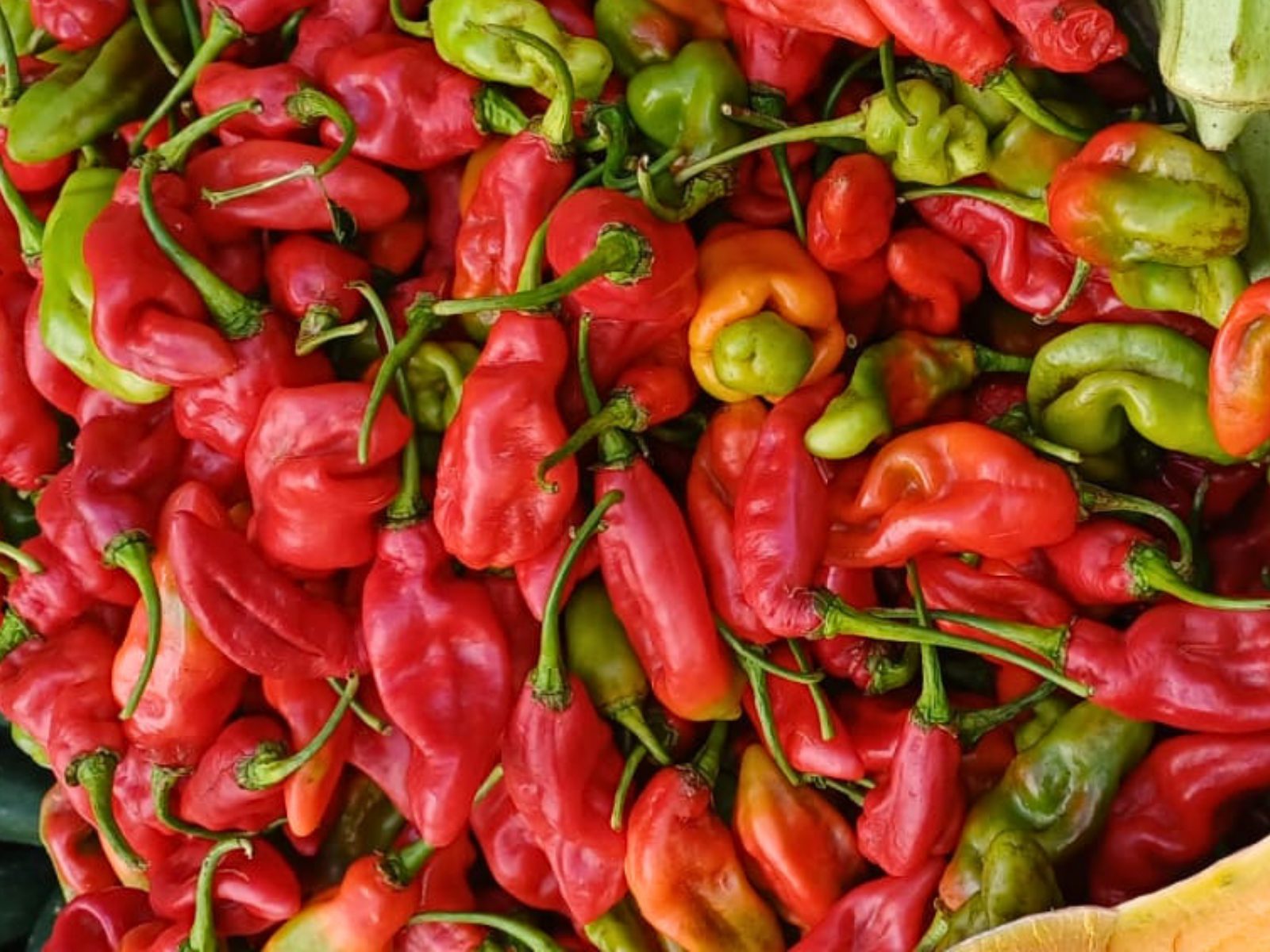Fresh Trinidad pimento peppers and okra from the farm box