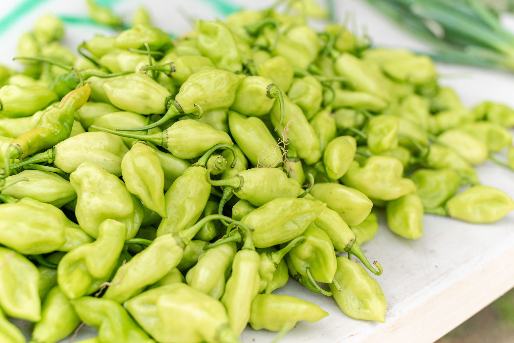 A large pile of freshly picked pale-green Trinidad pimento seasoning peppers heaped on a white market table, with scallions resting in the background.