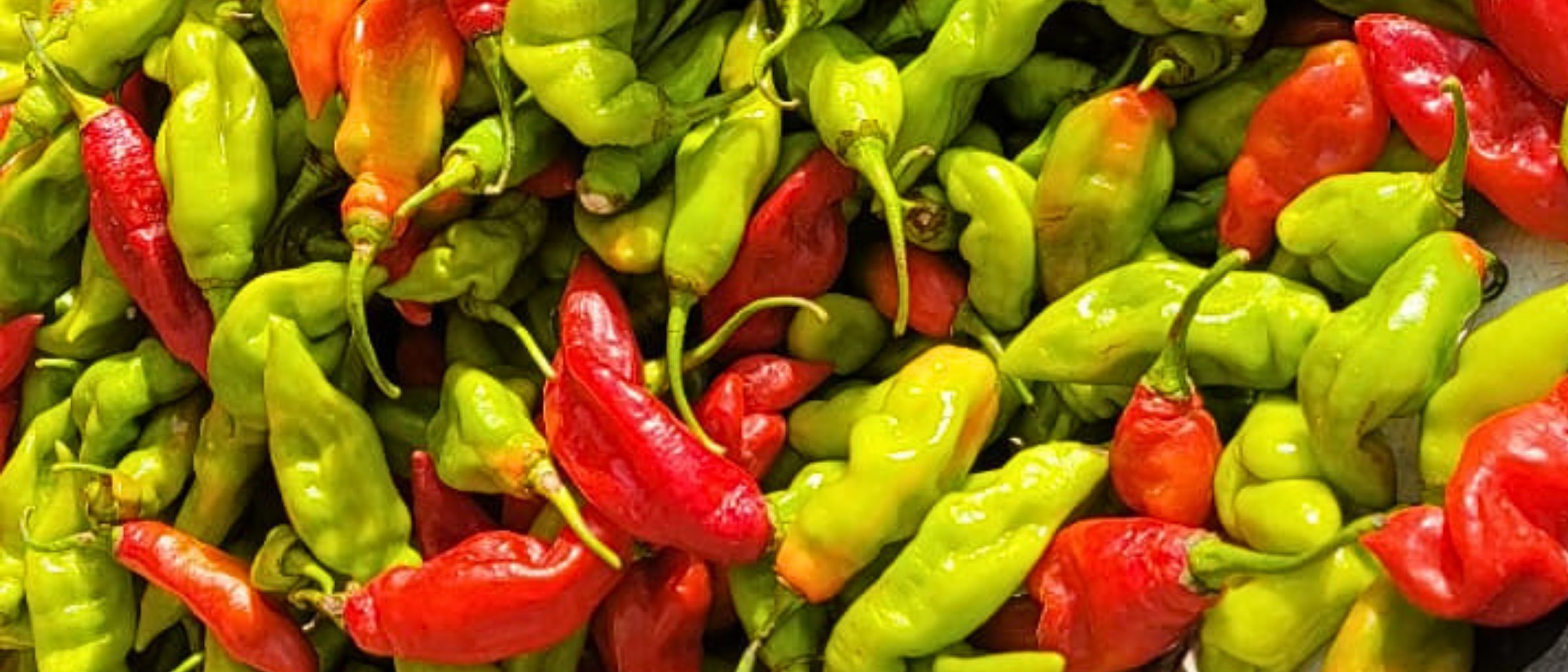 Pile of bright, market-fresh Trinidad pimento seasoning peppers shipped to New York, New Jersey, and the DMV