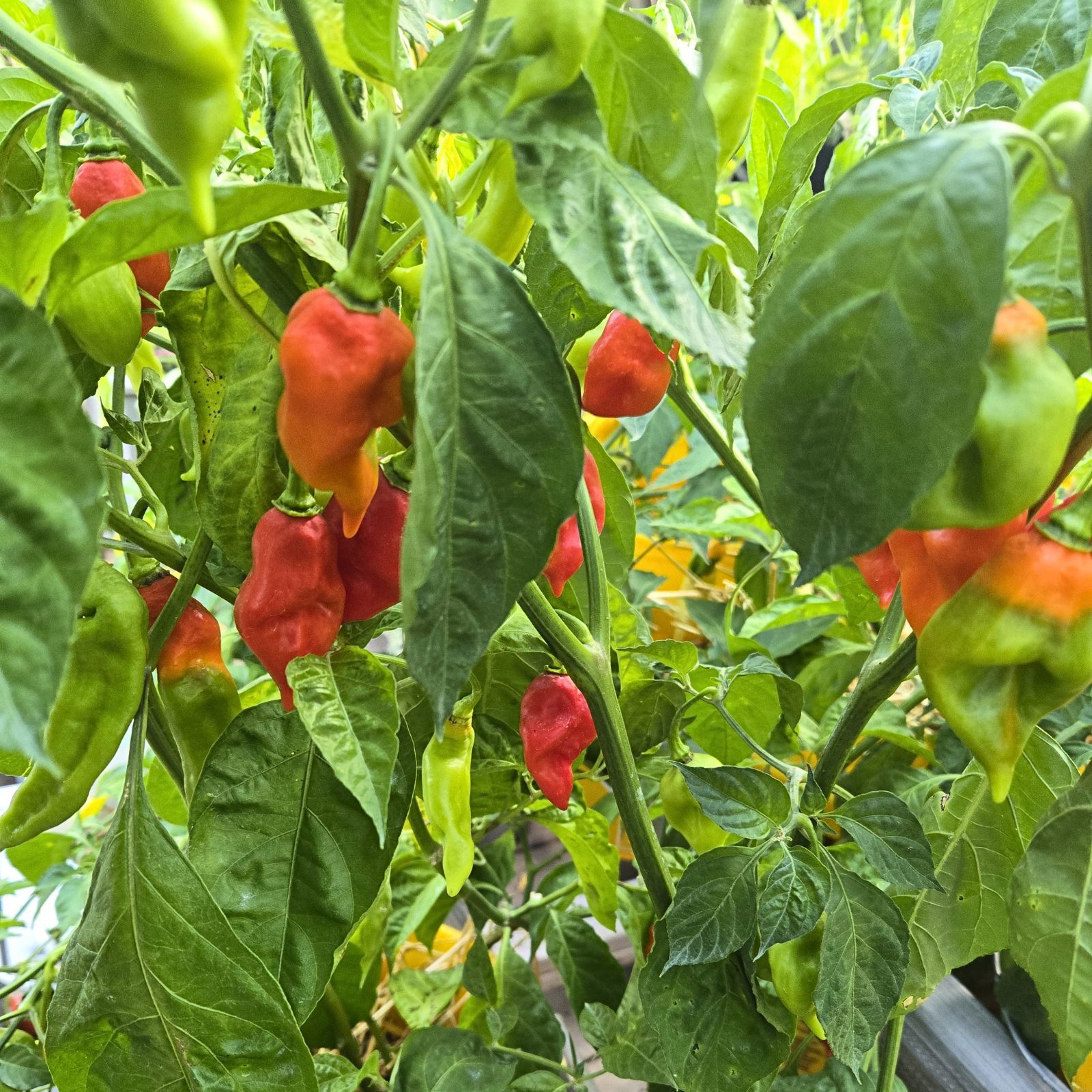 Freshly harvested Trinidad Pimentos, hand-picked on the farm